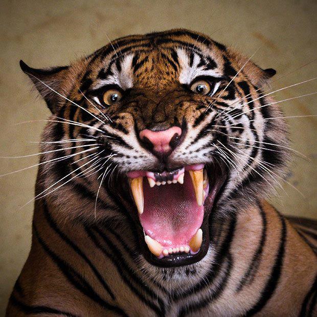 Scream Of Tiger,eye of tiger