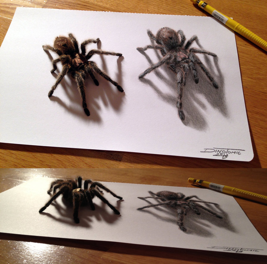 spider sketch