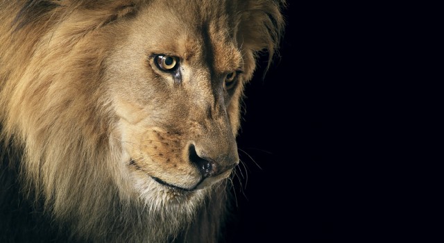 A Sad Lion,A Sad, Lion,animal,wild cats,big cats,eyes of lion,sad eyes,