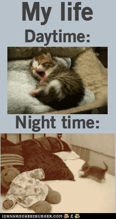 My Life At Day Time And At Night Time,My Life ,At Day Time, At Night Time,Life, Day Time, Night,day and night,day,night,my love,kitten,baby cat ,cat,funny