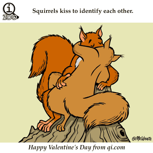 Squirrels kiss,kiss,love,funny,Guy and girl thing,male and female thing,Comic