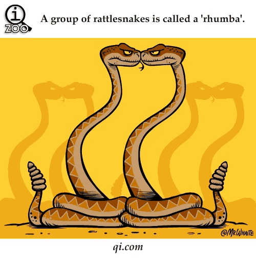 snake,rattle snakes,rhumba,group of snakes ,group of rattlesnakes,A Group Of Rattlesnakes is called a " Rhumba"