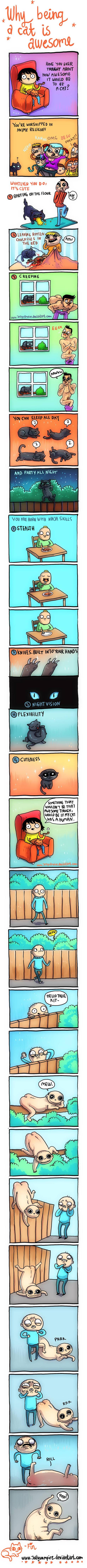 If Cat Would Be Human,Cats meme,Cats Comic,Cat Meme,Cat Comic
