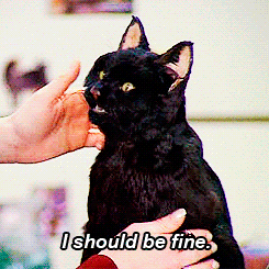 Black Cat,Cat meme,Black Cat meme,funny,comic,cat gif,Black Cat gif,saddness