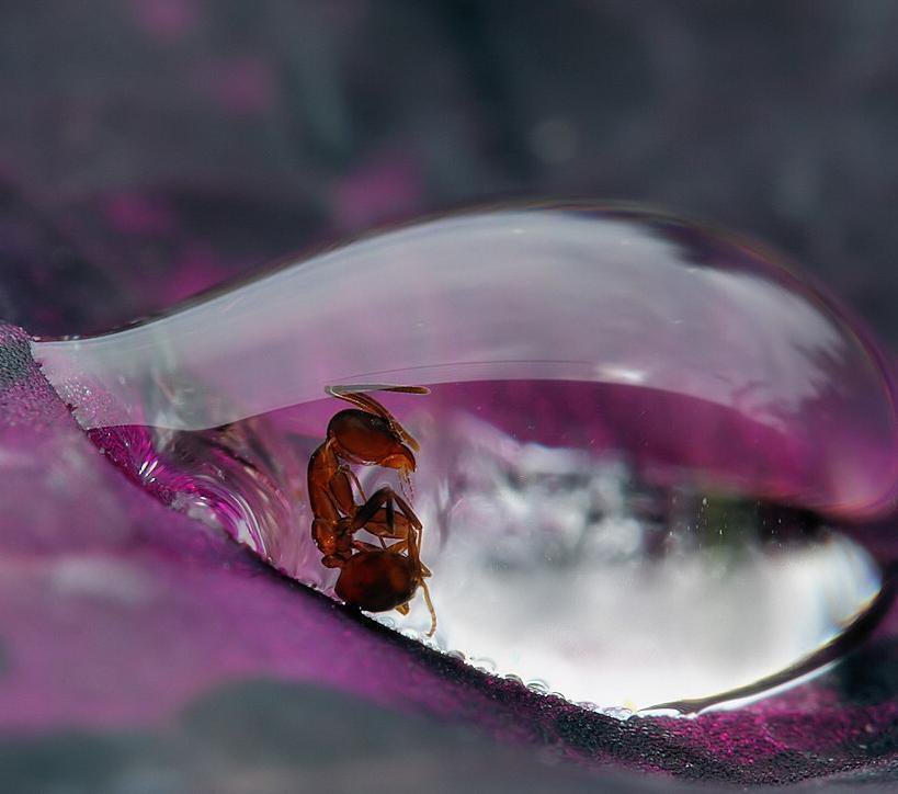 This is what it looks like when an ant is stuck in a raindrop,Photography,Photo,Photograph, an ant is stuck in a raindrop,raindrop,insects,ant